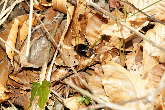 Köngin der Dunklen Erdhummel