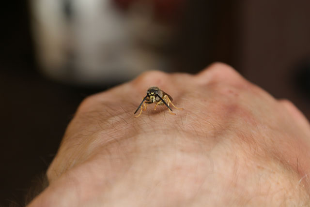 Drohn der Sächsischen Wespe auf Hand