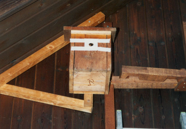 Hornisseneinzug in Vogelnistkasten
