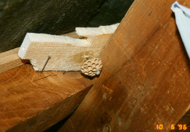 Hornissennest in Estrich