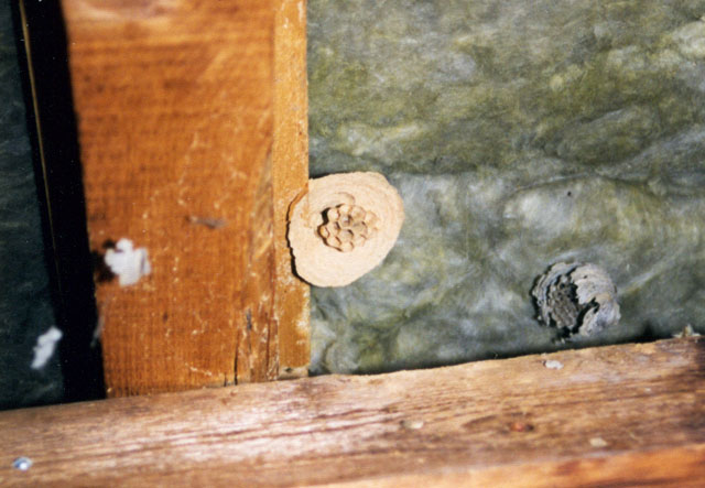 Hornissennest im Estrich
