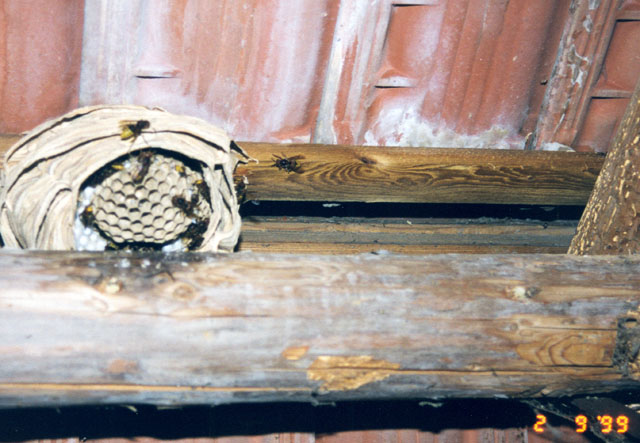 Hornissennest in Festscheune