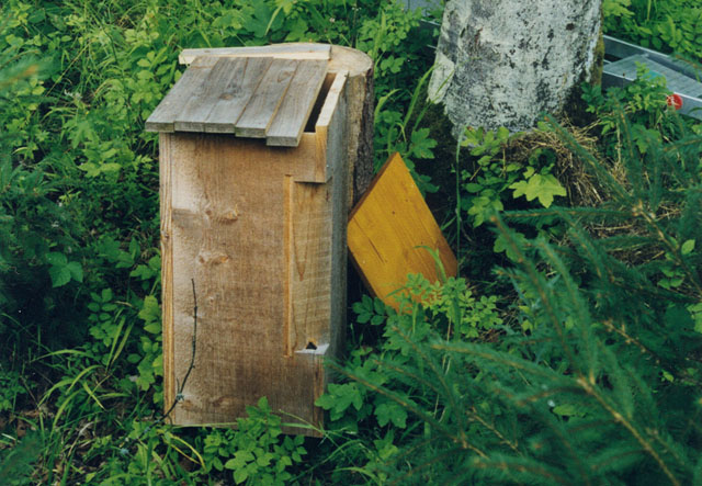 Hornissennestgründung in Hornissenkasten 6