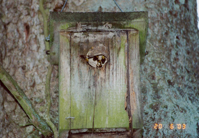 Hornissennest in Vogelnistkasten