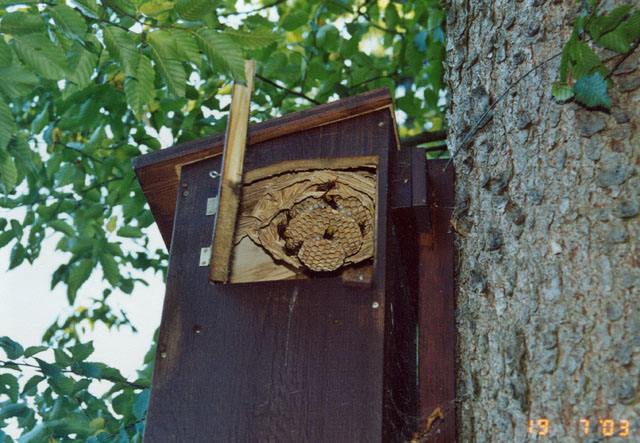 Hornissennest in Hornissenkasten 5