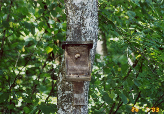 Hornissennest in Vogelnistkasten