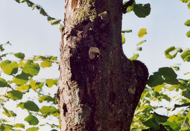 Hornissenkasten in Spechthhle