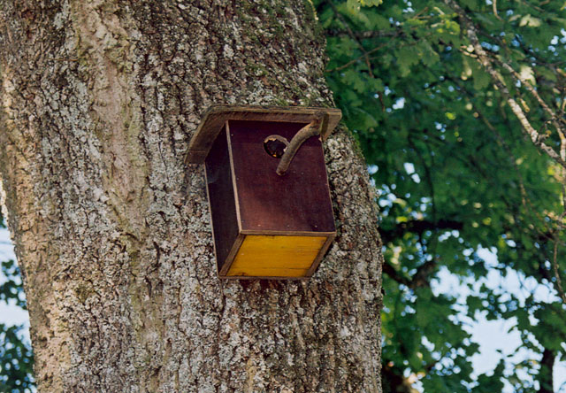 Hornissennest in Vogelnistkasten