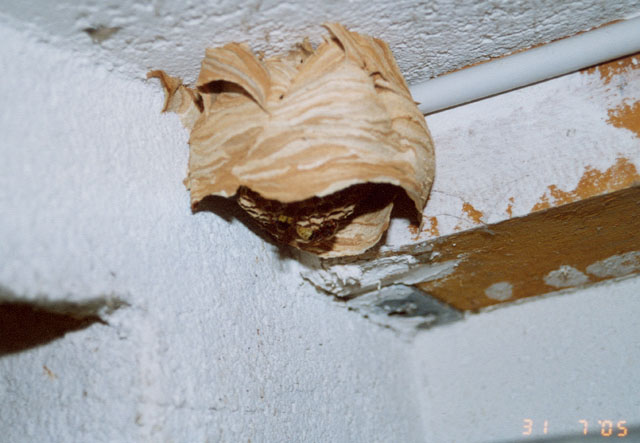 Hornissennest in bungsraum