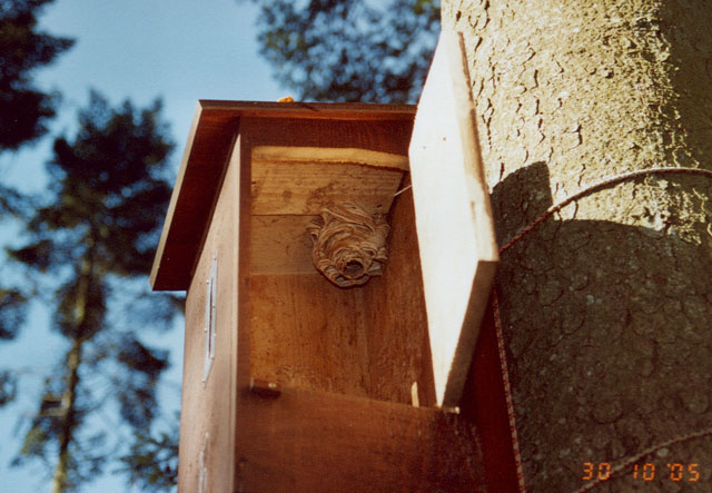 Hornissennest in Hornissenkasten 12