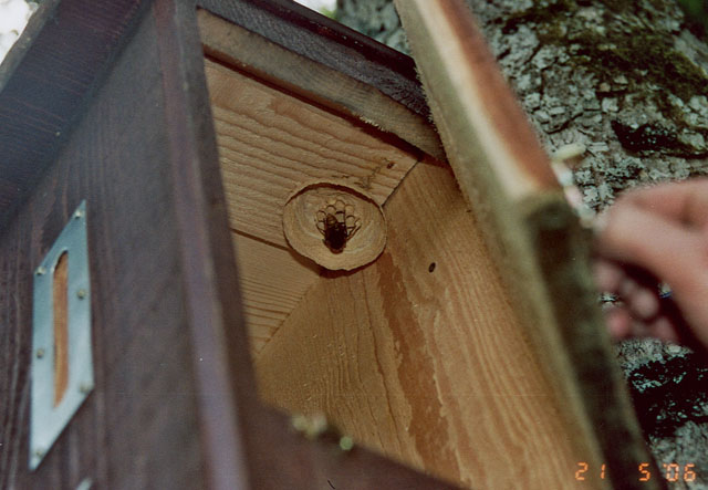 Hornissennest in Hornissenkasten 25