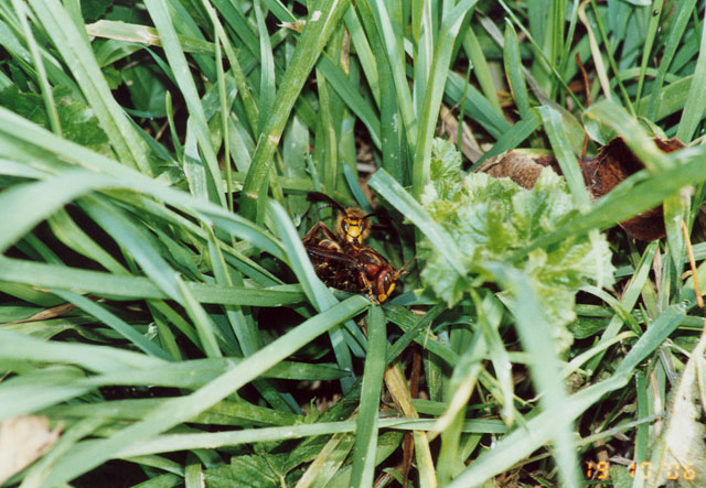 jungkönigin und drohn in paarungsstimmung Jungkönigin und Drohn in Paarungsstimmung