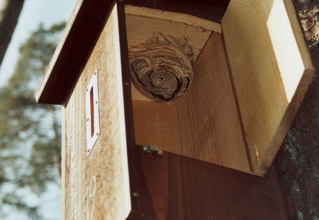 Hornissennest in Hornissenkasten 19