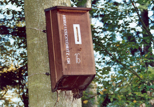 Hornissennest in Hornissenkasten 16