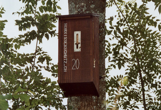 Hornissennest in Hornissenkasten 20