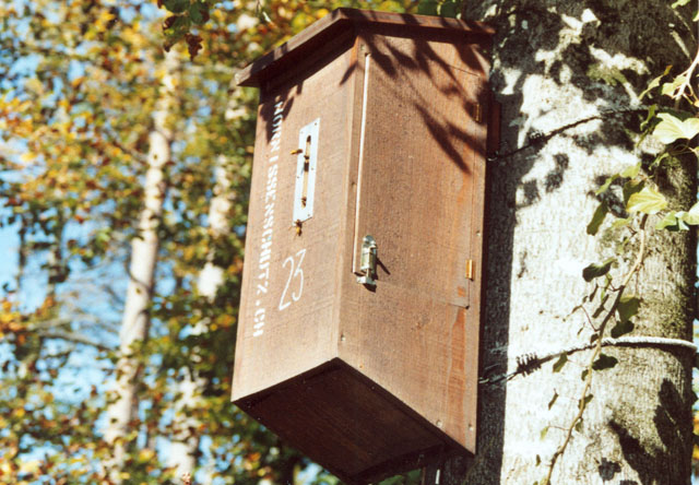 Hornissennest in Hornissenkasten 23