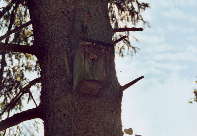 Hornissennest in Vogelnistkasten