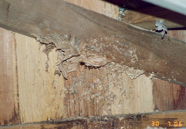 Hornissennest in Rebhaus