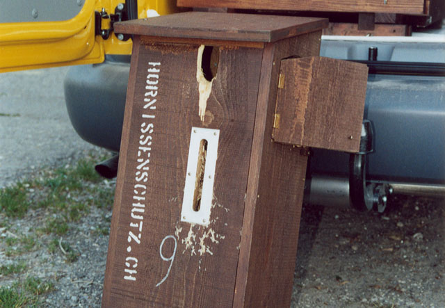 hornissennest zum zeitpunkt der bergung: 14.04.2007 Hornissennest zum Zeitpunkt der Bergung: 14.04.2007