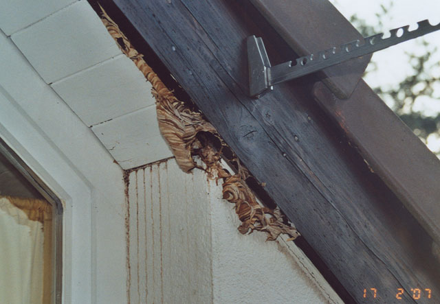 Hornissennest in Zwischendach