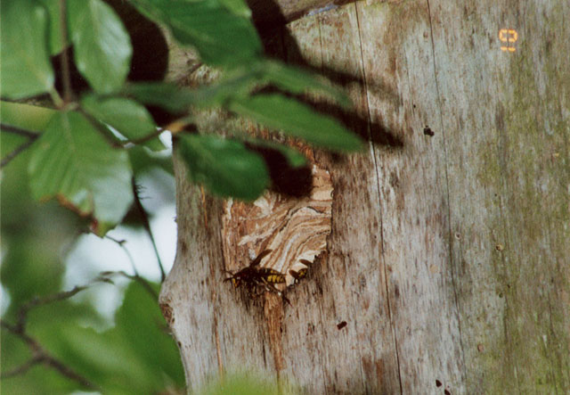 Hornissennest in Vogelnistkasten