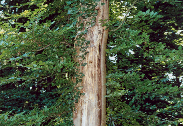Hornissennest in Spechthhle