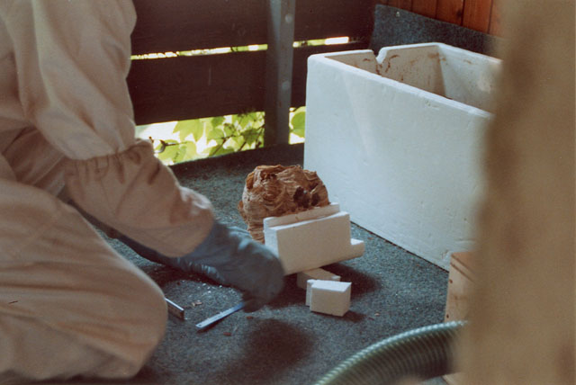 Hornissennest aus Obst-Syroporbox