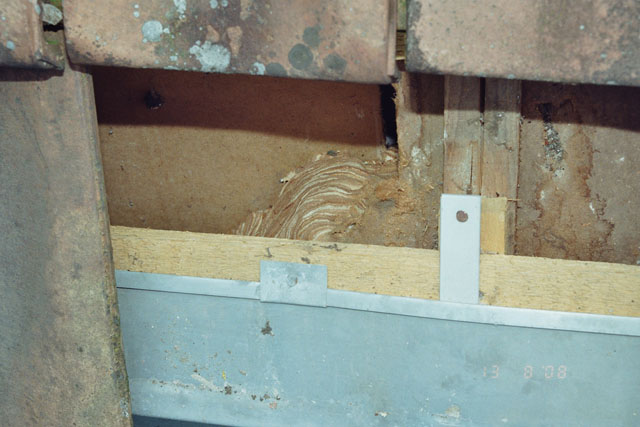 Hornissennest aus Dachhohlraum