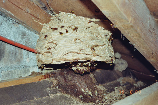 Grosse Kot- und Abfallstelle unterm Nest