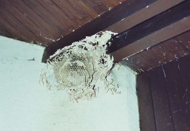 abgestorbenes hornissennest an einfamilienhaus Abgestorbenes Hornissennest an Einfamilienhaus