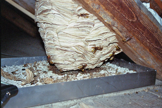 jungköniginnen und drohnen auf der nesthülle Jungköniginnen und Drohnen auf der Nesthülle