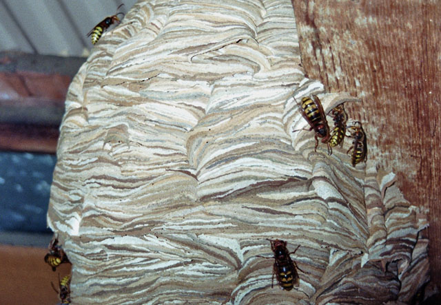 jungköniginnen und drohnen auf der nesthülle Jungköniginnen und Drohnen auf der Nesthülle