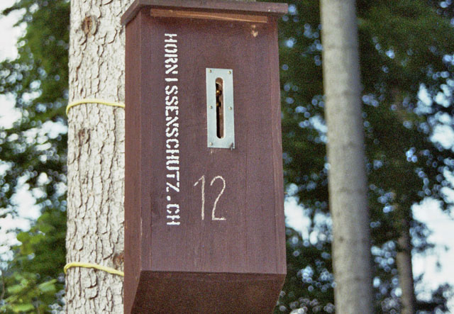 Hornissennest in Estrich