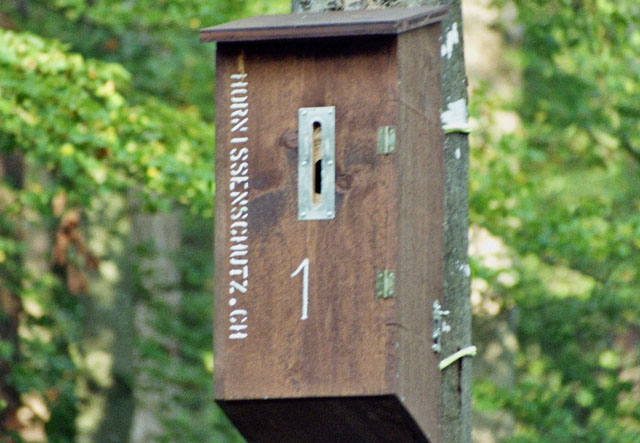 Hornissennest in Hornissenkasten 1
