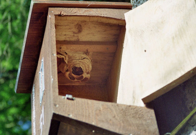Hornissennest in Hornissenkasten 31