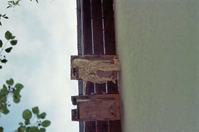 Hornissennest in Mauerseglernistkasten