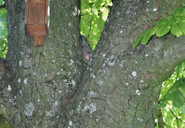 Hornissennest in Vogelnistkasten