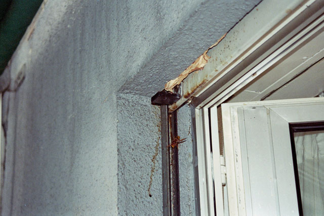 Hornissennest in Rollladenkasten