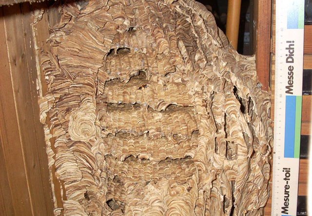 Hornissennest in Garagendachstock