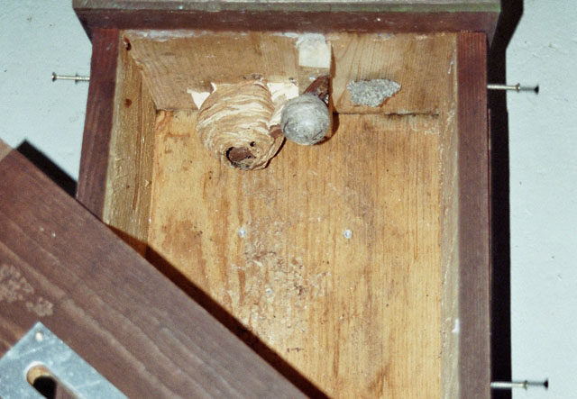 Hornissennest in Hornissenkasten 21