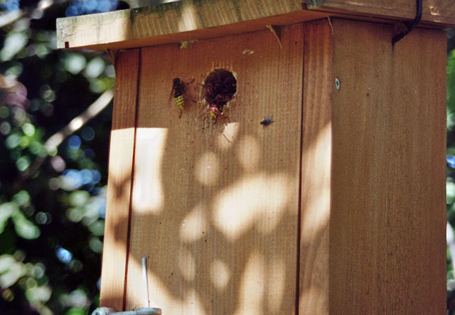 Hornissennest in Vogelnistkasten