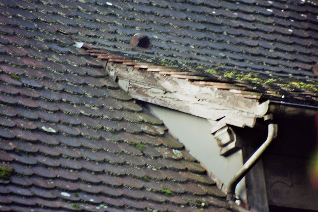 Hornissennest in Zwischendach