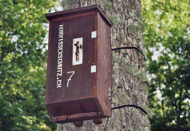Hornissennest in Hornissenkasten 7