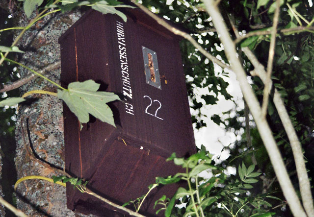 Hornissennest in Hornissenkasten 22