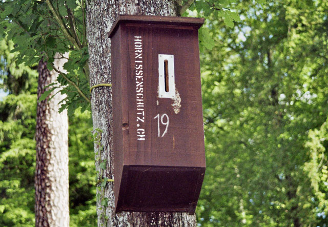 Hornissennestgrndung in Hornissenkasten 19