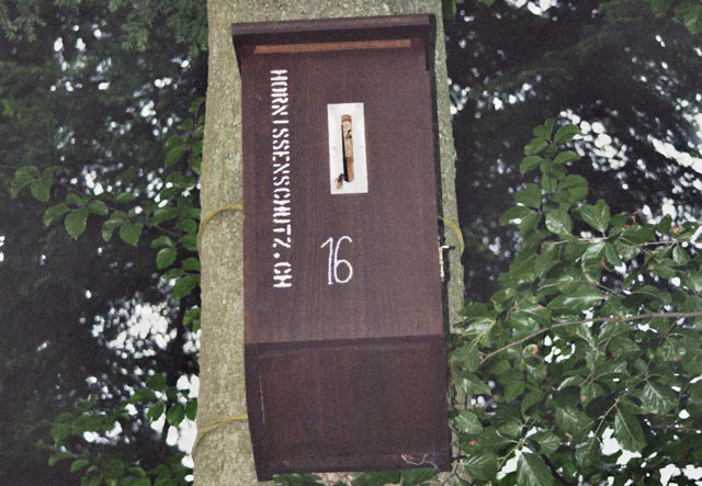 Hornissennest in Hornissenkasten 16