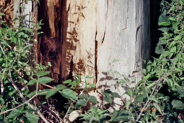 Hornissennest in Baumstumpf