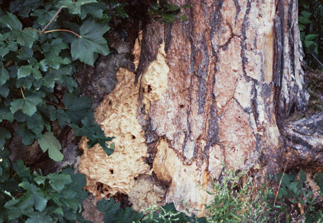 Hornissennest in Fhrenbaumstumpf