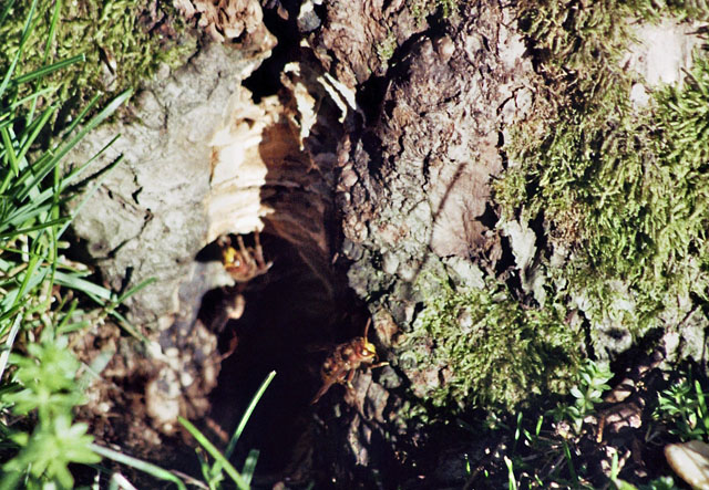 Hornissennest in Obstbaumhhle