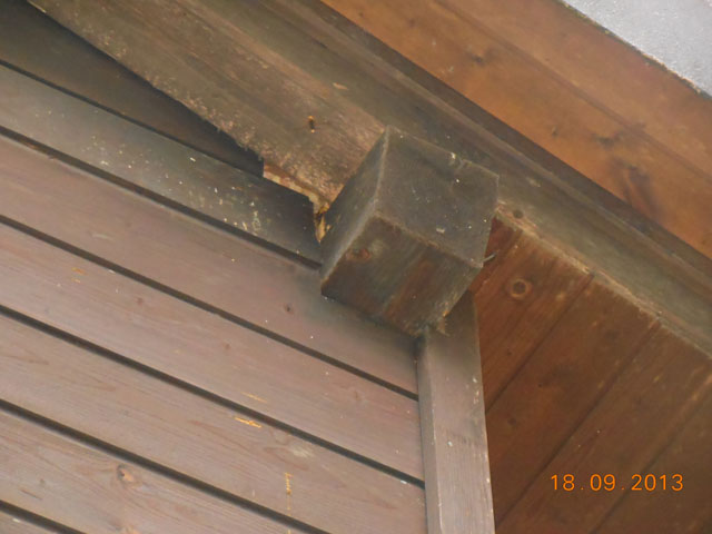 Hornissennest in Zwischendach